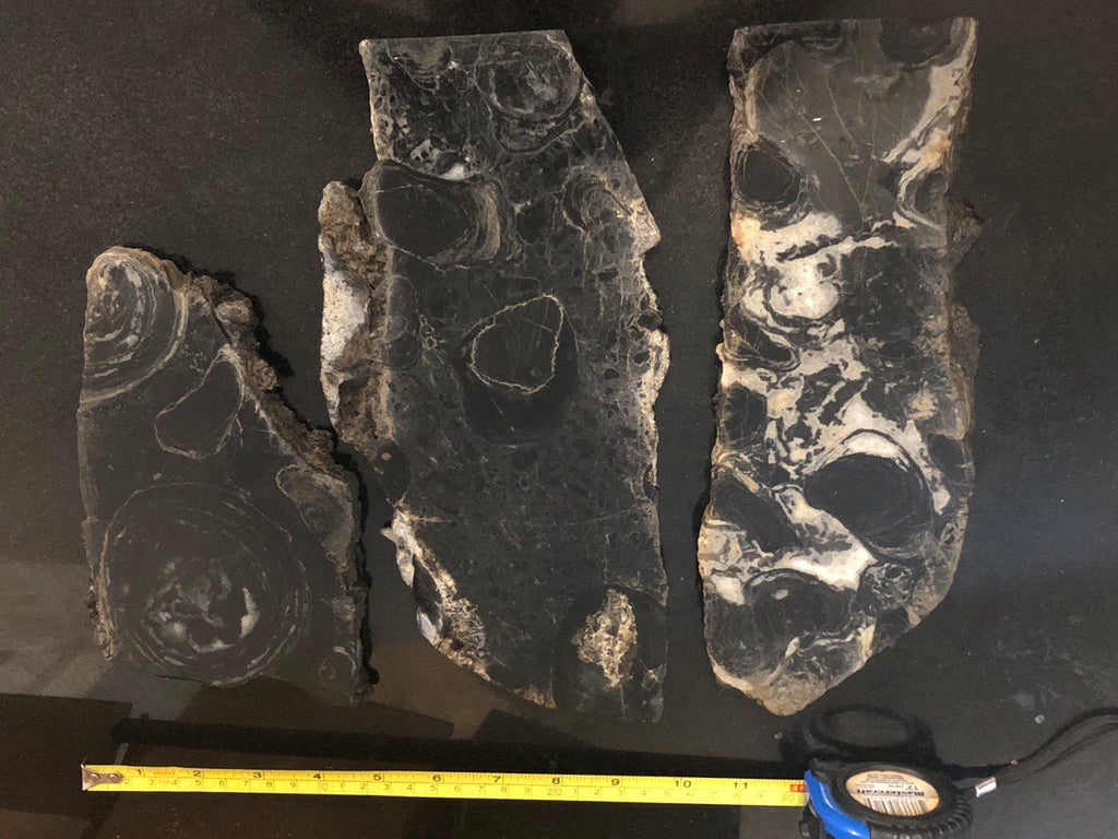 1.8 Ga fossilized stromatolite (coral) slice