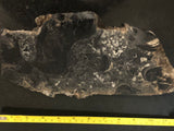 Morceau de stromatolite (corail) vieux de 1.8 milliards d'années